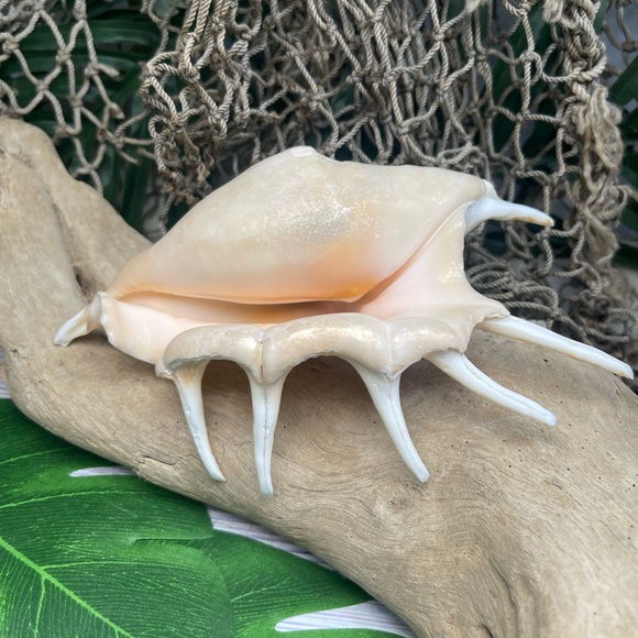 XL Spider CONCH SEASHELL Collector Display Shell nautical Decor beach coastal - Picture 9 of 16